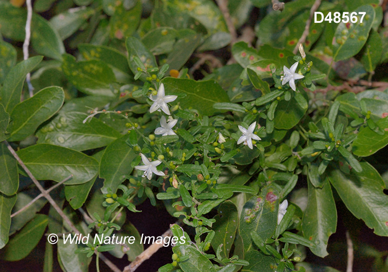 Havana Clustervine (Jacquemontia havanensis)